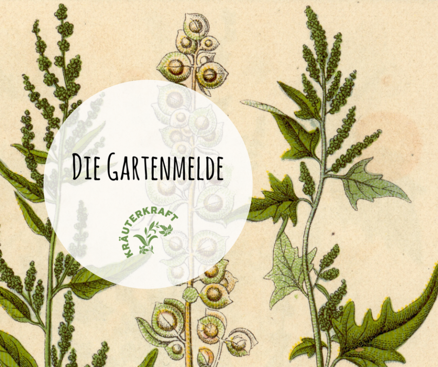 Vorgestellt: Die Gartenmelde