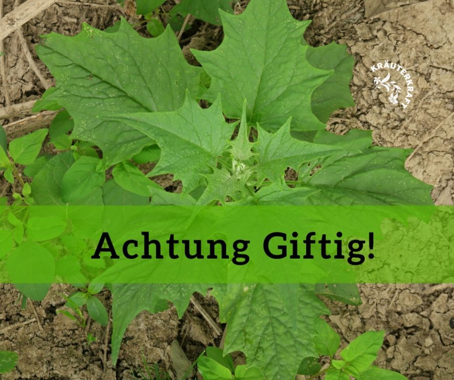 Die giftigen Doppelgänger der Garten-Melde