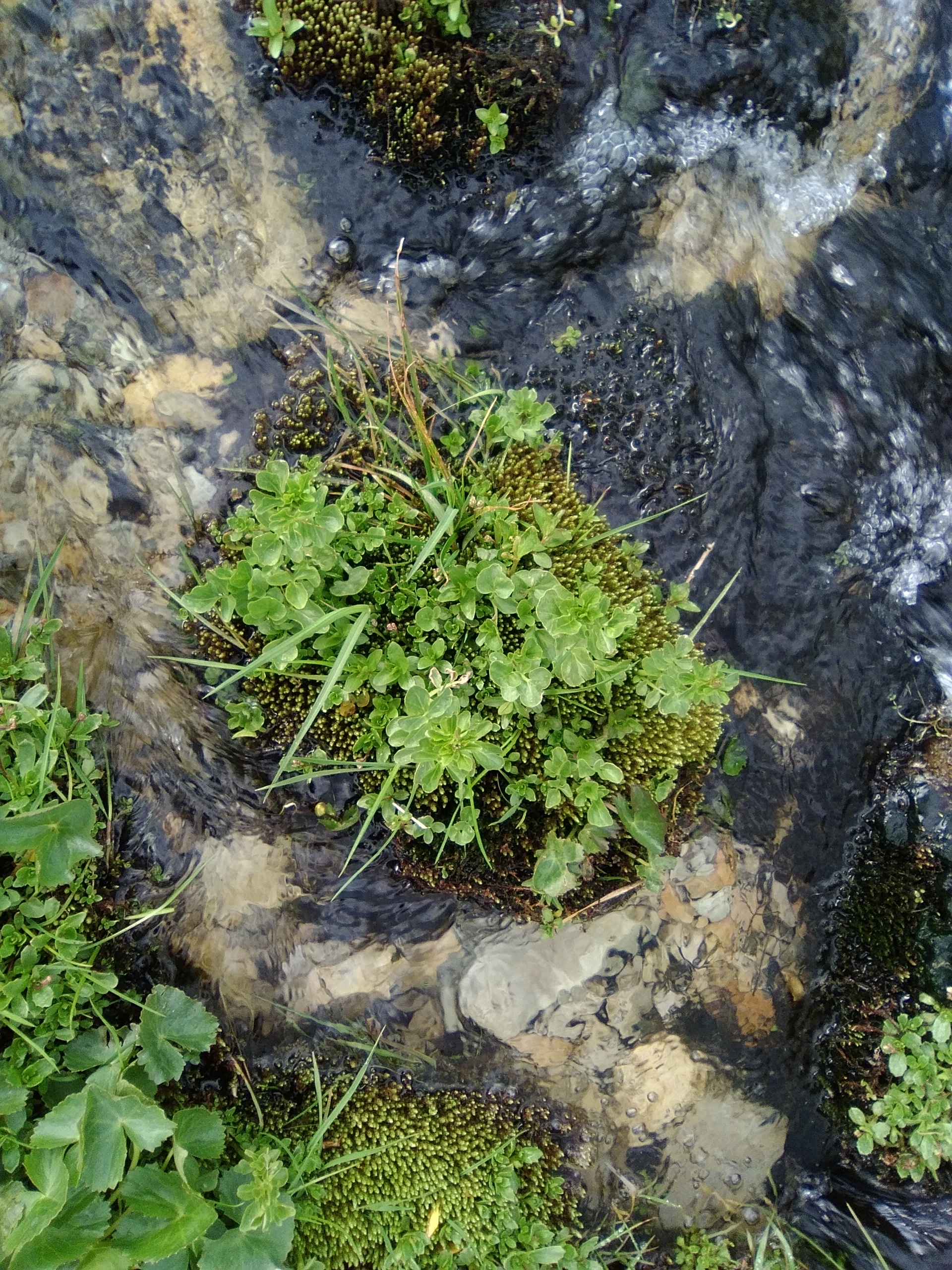 Vorgestellt: Die Brunnenkresse Vorgestellt: Die Brunnenkresse