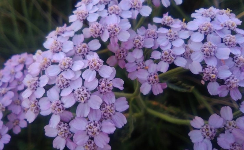 Achillea tintura madre fatta in casa