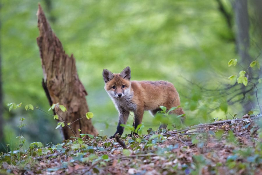 Fuchsbandwurm – was sagt ihr dazu?