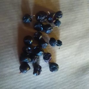 Heidelbeeren trocknen Heidelbeeren trocknen