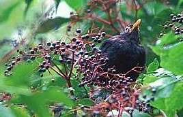 Schlaue Vögel