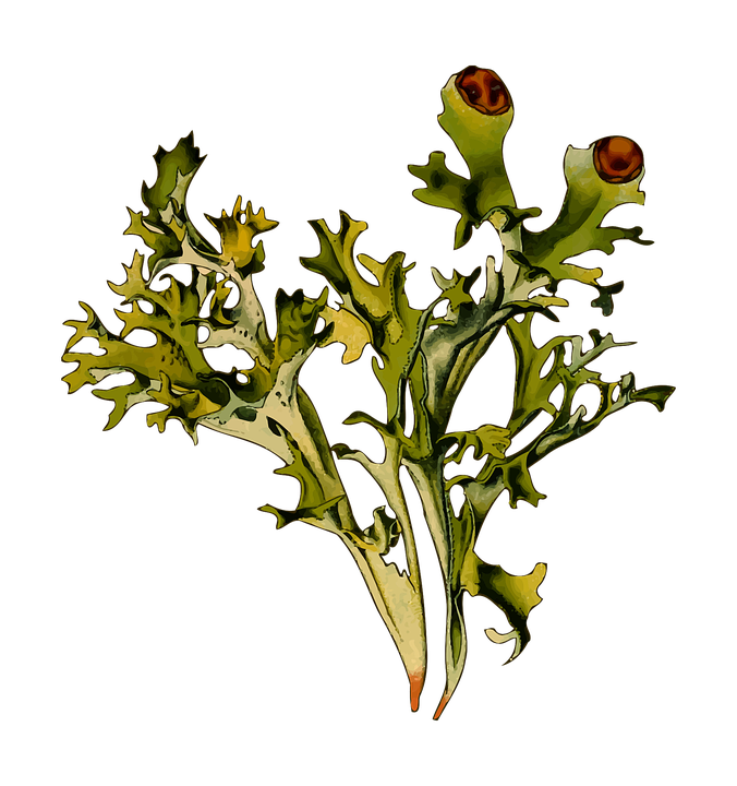 Isländisches Moos- die Flechte mit dem grossen Wirkungsspektrum | www ...