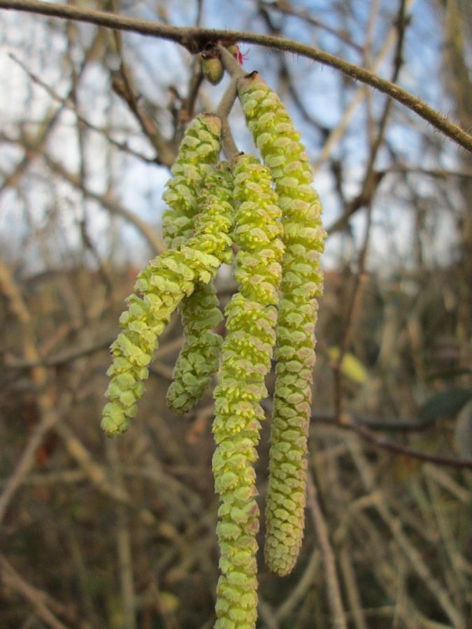 Frühlingsbote Haselkätzchen