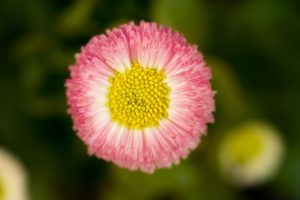 Bellis perennis