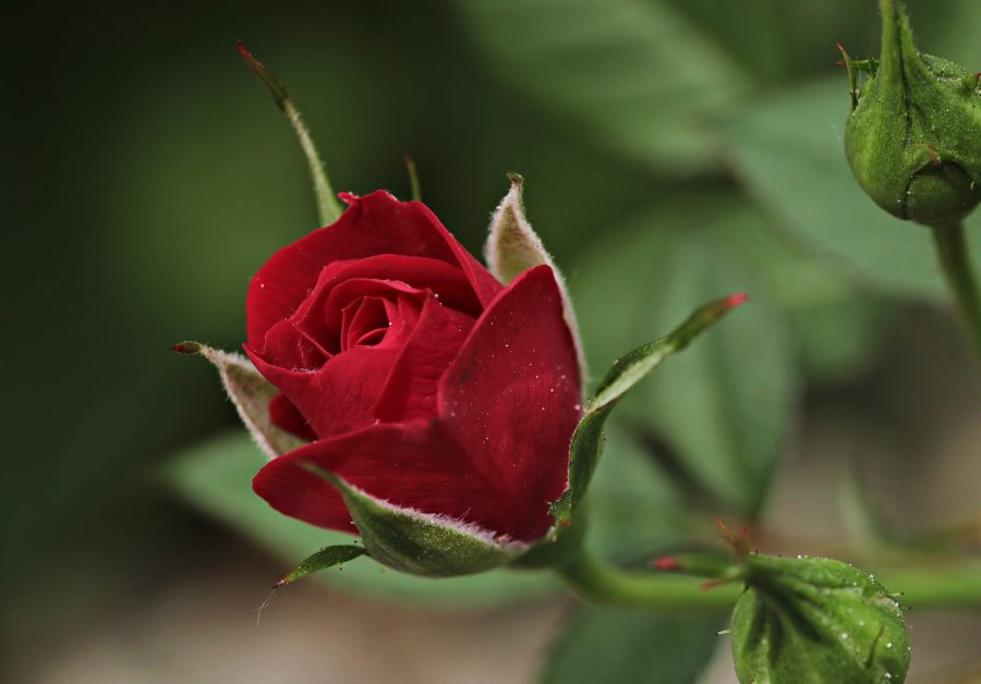 Der Tag der roten Rose