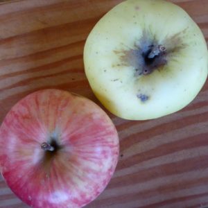 “One apple a day keeps the doctor away” “One apple a day keeps the doctor away”