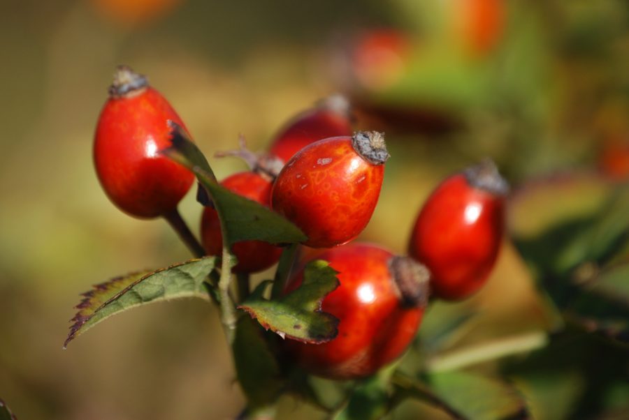 Die Vitalstoffbombe im Herbst