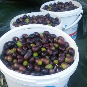 So gesund ist die Olive! So gesund ist die Olive!
