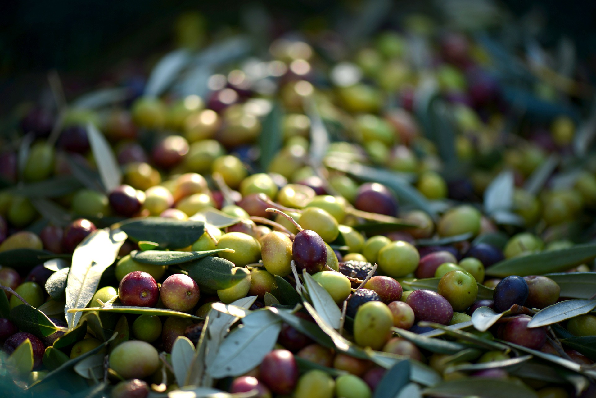 So gesund ist die Olive! So gesund ist die Olive!