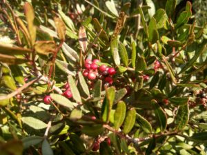 Blätter und die halbreifen Beeren des Mastix-Strauches. Auch die gerbstoffhaltigen Blättern wurden als Absud besonders bei Nesselauschlag, Wunden und übermässigen Fusschweiss eingesetzt.