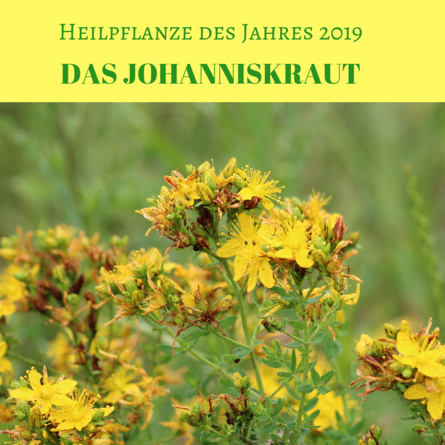 Heilkraut des Jahres 2019