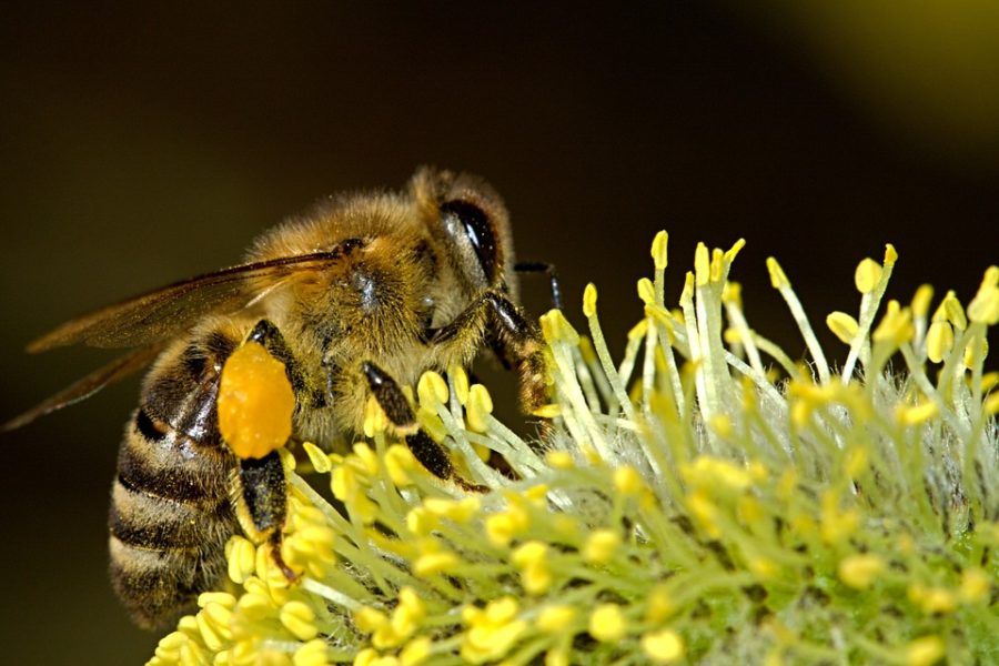 Propolis – ein erstaunliches Bienenprodukt