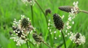 Trattamento per la primavera