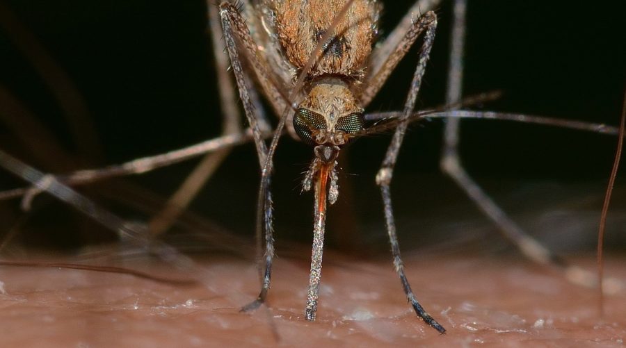Stechmücken mögen keine ätherischen Öle