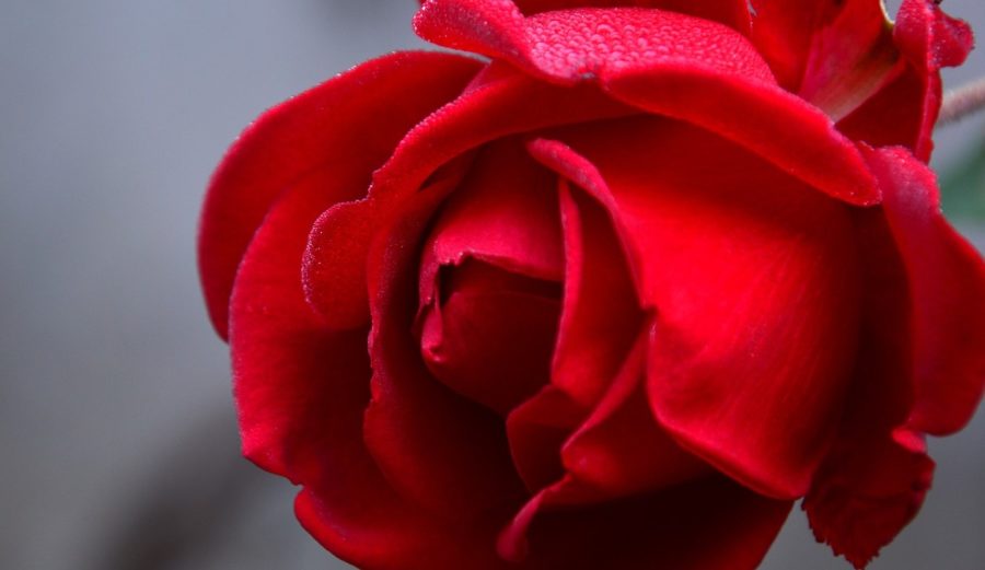 Der Tag der Roten Rose