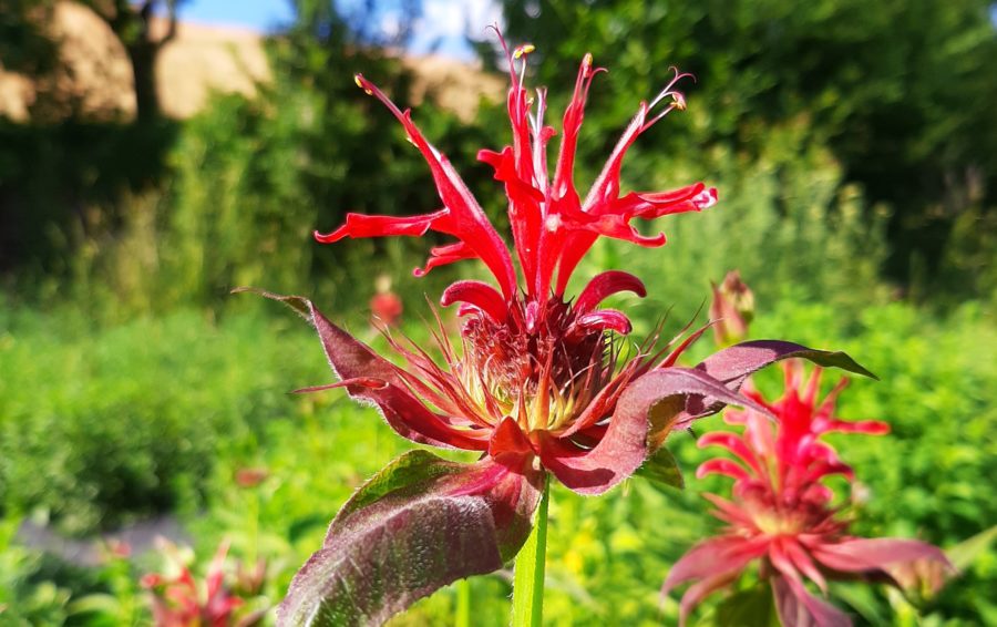 Bereicherung im Garten: die Goldmelisse