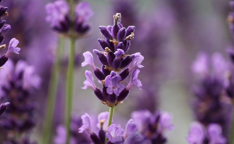 La distillazione della lavanda