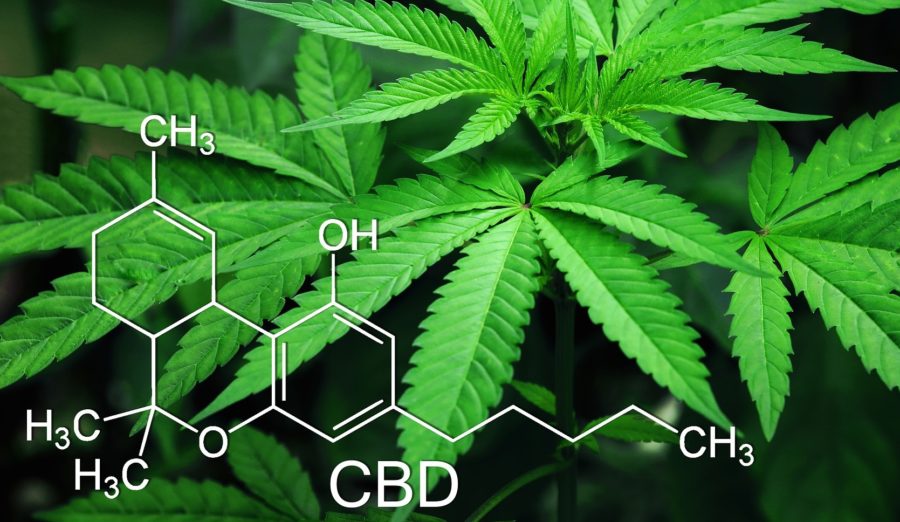 CBD – Wundermittel Hanfpflanze?