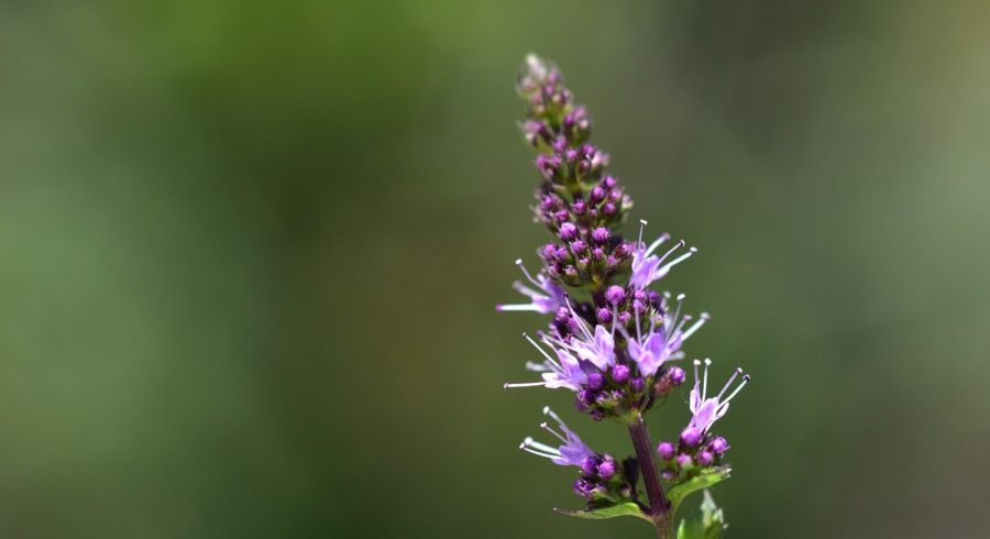 La distillazione della menta piperita