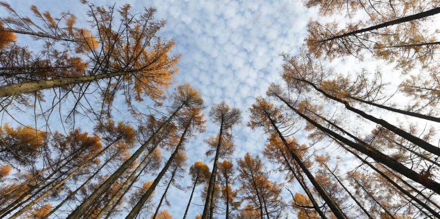 Lärchenharz für Gelenksschmerzen