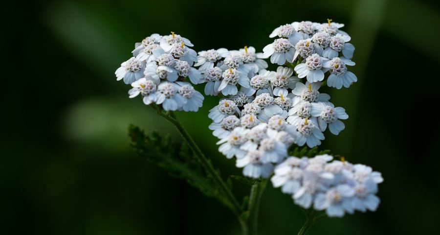 La distillazione dell’achillea millefoglie