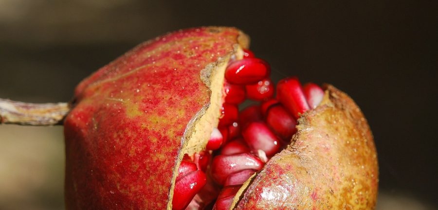 Gesundheitsbombe im Garten