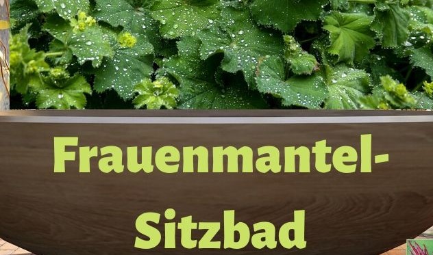 Mit Frauenmantel ein wirkungsvolles Sitzbad