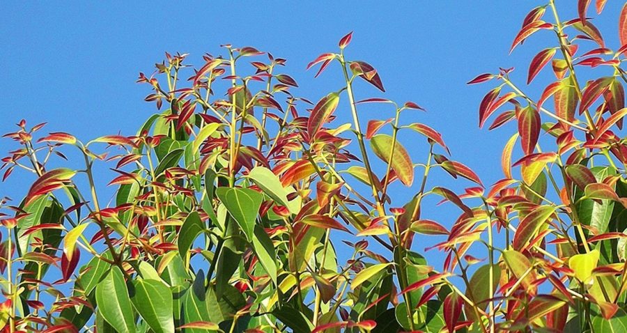 La distillazione della cannella