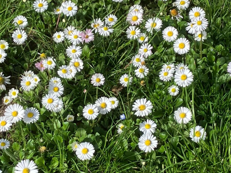 La margherita (Bellis perennis L.)